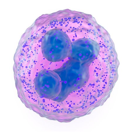 Microscopic view of a basophil granulocyte, component of the white blood cells or leukocytes of the immune system having cytoplasmic granules, showing the lobed nucleus Stock Photo - Budget Royalty-Free & Subscription, Code: 400-07041996