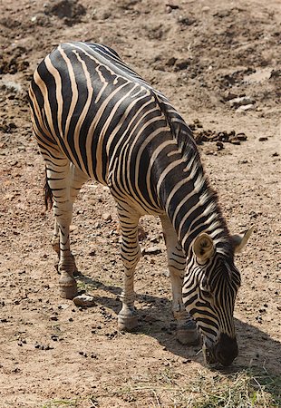 zebra eating in Bangkok Dusit Zoo, Thailand Stock Photo - Budget Royalty-Free & Subscription, Code: 400-07042267