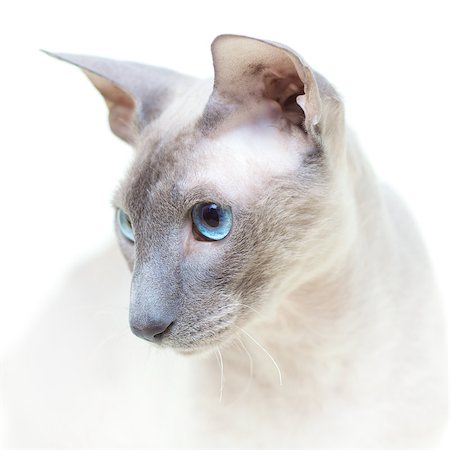 egyptian sphynx cat - cute hairless oriental cat close up, peterbald Stock Photo - Budget Royalty-Free & Subscription, Code: 400-07042489