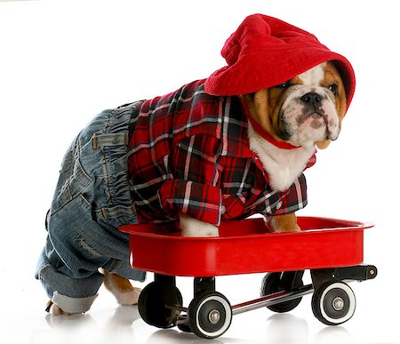 bulldog puppy in a red wagon Photographie de stock - Aubaine LD & Abonnement, Code: 400-07054138