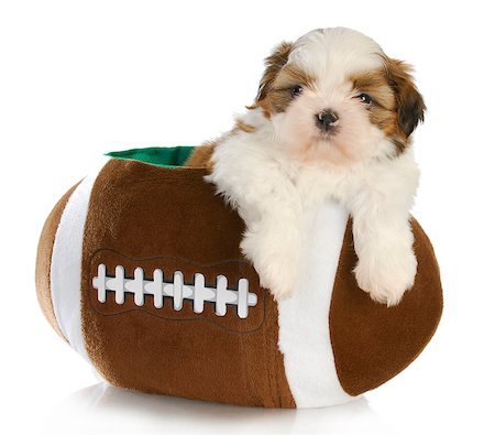 cute puppy - shih tzu puppy sitting inside a stuffed football - 6 weeks old Stock Photo - Budget Royalty-Free & Subscription, Code: 400-07054145