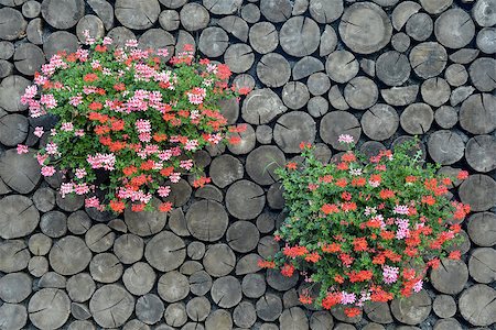simsearch:400-07054392,k - Two flowerpots with multicoloured crane's-bill are situated on the natural wood background. Photographie de stock - Aubaine LD & Abonnement, Code: 400-07054392