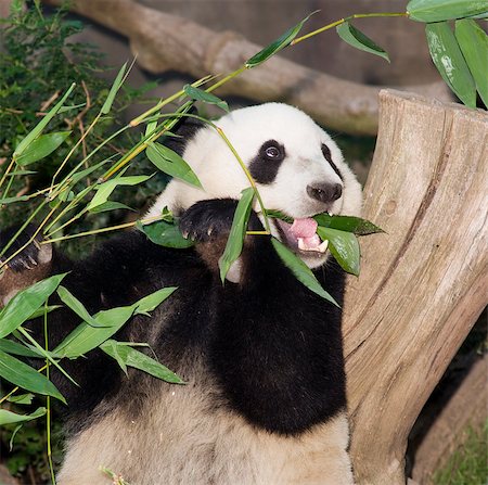simsearch:400-08154053,k - A Panda sits while eating some bamboo leaves Stock Photo - Budget Royalty-Free & Subscription, Code: 400-07055416
