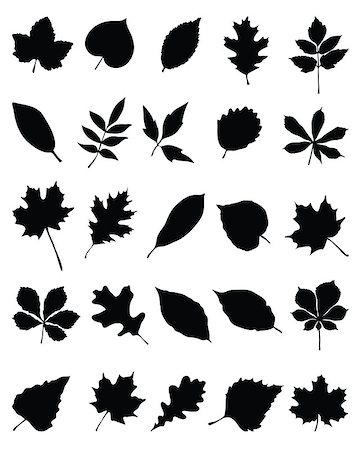 Silhouettes of foliage, vector illustration Stock Photo - Budget Royalty-Free & Subscription, Code: 400-07050688