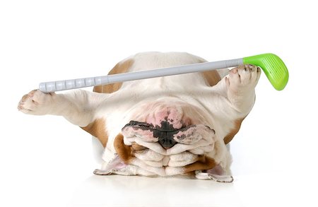 funny pampered dog - retired dog - english bulldog laying down holding golf club Stock Photo - Budget Royalty-Free & Subscription, Code: 400-07050701
