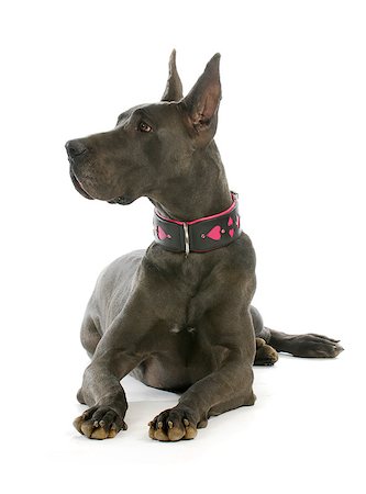 danish ethnicity - great dane wearing heart collar laying down with reflection on white background Photographie de stock - Aubaine LD & Abonnement, Code: 400-07050730