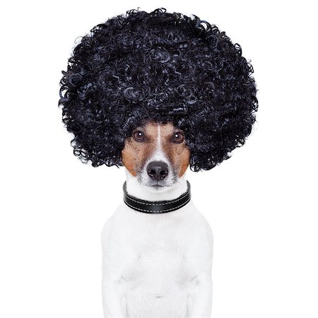 afro look hair dog funny Stock Photo - Budget Royalty-Free & Subscription, Code: 400-07050956