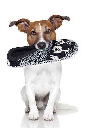 funny pampered dog - dog  wool slipper in mouth Stock Photo - Budget Royalty-Free & Subscription, Code: 400-07050958