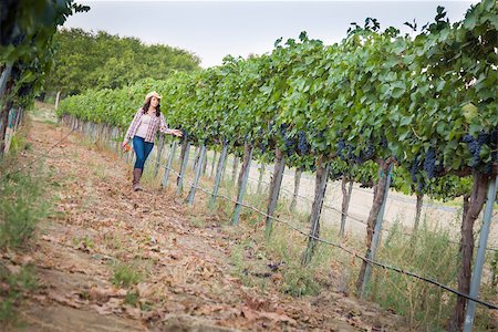 Young Mixed Race Female Farmer Inspecting the Wine Grapes in the Vineyard. Stock Photo - Budget Royalty-Free & Subscription, Code: 400-07052316