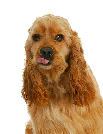 dog sticking tongue out - american cocker spaniel giving attitude isolated on white background Stock Photo - Budget Royalty-Free & Subscription, Code: 400-07053203