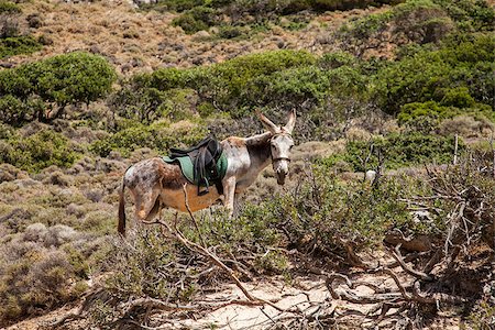 elisanth (artist) - Donkey on Gramvousa island, Crete, Greece Stock Photo - Budget Royalty-Free & Subscription, Code: 400-07053826