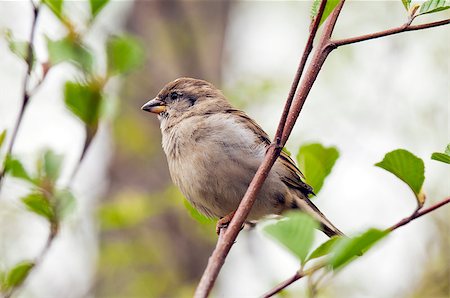 simsearch:400-04604339,k - A house sparrow (Passer domesticus) sitting on a twig. Stock Photo - Budget Royalty-Free & Subscription, Code: 400-07087048