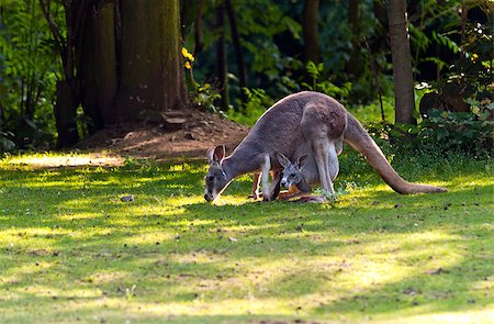 parks of australian animals - A female red kangaroo with a young kangaroo in the pouch Stock Photo - Budget Royalty-Free & Subscription, Code: 400-07087653