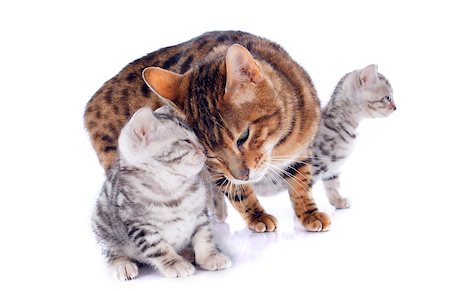simsearch:400-06391487,k - portrait of a purebred  bengal cat and kitten on a white background Stock Photo - Budget Royalty-Free & Subscription, Code: 400-07088599