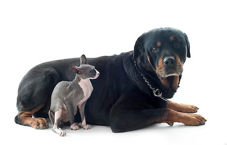 egyptian sphynx cat - beautiful purebred sphynx cat and rottweiler  in front of white background Stock Photo - Budget Royalty-Free & Subscription, Code: 400-07088591