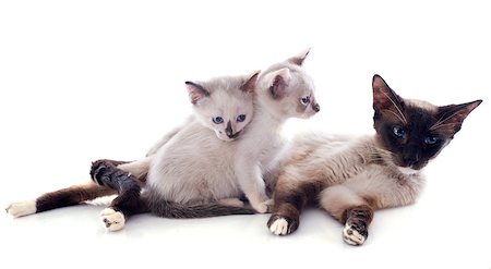 simsearch:400-06391487,k - portrait of a siamese cat and kitten in front of white background Stock Photo - Budget Royalty-Free & Subscription, Code: 400-07088601