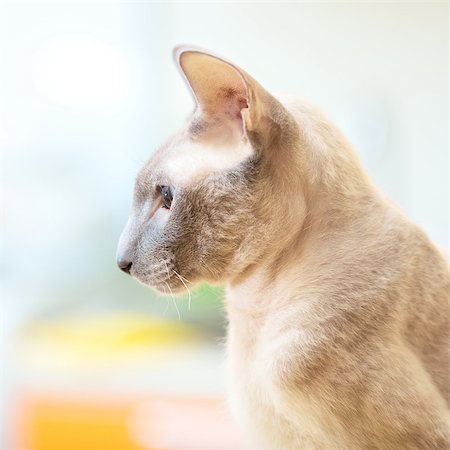 egyptian sphynx cat - cute hairless oriental cat close up, peterbald Stock Photo - Budget Royalty-Free & Subscription, Code: 400-07088930