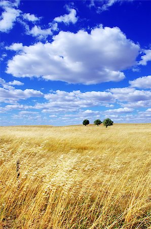 simsearch:400-04794343,k - Landscape of portuguese plain, alentejo region Stock Photo - Budget Royalty-Free & Subscription, Code: 400-07088964