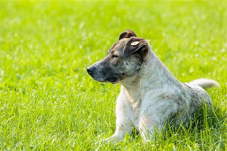 stray dog - Stray dog resting on the lawn and keeping warm in the sunlight. Stock Photo - Budget Royalty-Free & Subscription, Code: 400-07094639