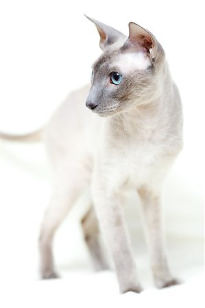 egyptian sphynx cat - cute hairless oriental cat isolated on white Stock Photo - Budget Royalty-Free & Subscription, Code: 400-07094890