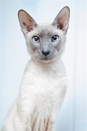 egyptian sphynx cat - cute hairless oriental cat close up, peterbald Stock Photo - Budget Royalty-Free & Subscription, Code: 400-07094892