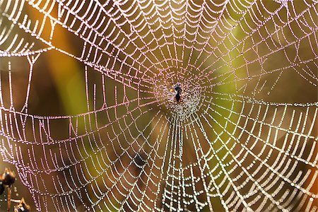 spider web - The Web with a few drops of water in the early morning Stock Photo - Budget Royalty-Free & Subscription, Code: 400-07098008