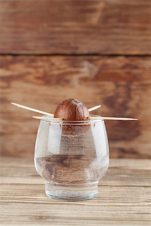 Avocado seed in glass with water â?? first growth stage of avocado plant Stock Photo - Budget Royalty-Free & Subscription, Code: 400-07098731