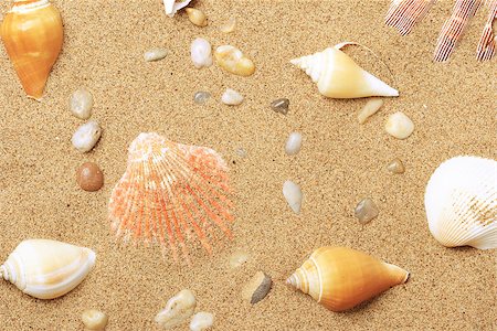 simsearch:400-06857057,k - Cockleshells and a starfish lie on sand seacoast Stock Photo - Budget Royalty-Free & Subscription, Code: 400-07099094