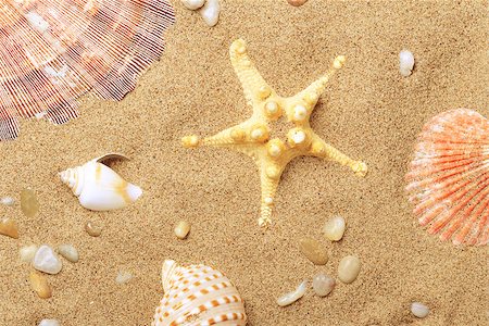 simsearch:400-06857057,k - Cockleshells and a starfish lie on sand seacoast Stock Photo - Budget Royalty-Free & Subscription, Code: 400-07099091