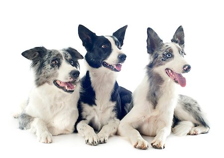 simsearch:400-06391487,k - portrait of purebred border collies in front of white background Stock Photo - Budget Royalty-Free & Subscription, Code: 400-07090295