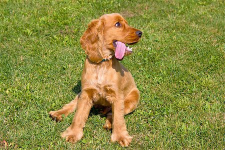 english cocker-spaniel - Young red English Cocker Spaniel dog on green grass background Stock Photo - Budget Royalty-Free & Subscription, Code: 400-07090397