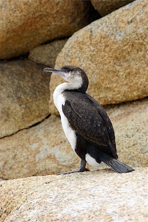 Little Pied Cormorant, Bay of Fires, Australia Stock Photo - Budget Royalty-Free & Subscription, Code: 400-07090830