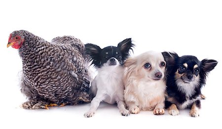simsearch:400-06391487,k - A young orpington hen and chihuahuas on a white background Stock Photo - Budget Royalty-Free & Subscription, Code: 400-07090854