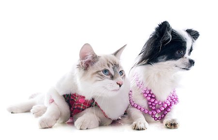 simsearch:400-06391487,k - birman kitten and chihuahua in front of white background Stock Photo - Budget Royalty-Free & Subscription, Code: 400-07090858