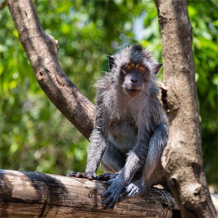 simsearch:400-08154053,k - Portrait of a Balinese wild monkey sitting on a tree branch Stock Photo - Budget Royalty-Free & Subscription, Code: 400-07091575
