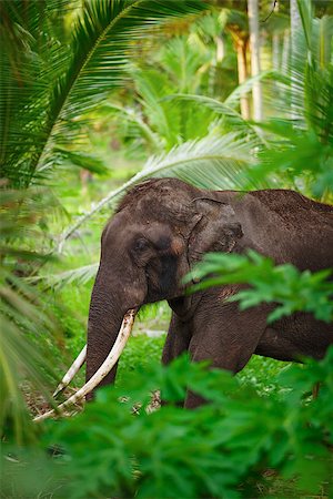 rain forest green animal - Old asian elephant in the tropical forest Stock Photo - Budget Royalty-Free & Subscription, Code: 400-07092639