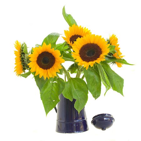 beautiful  sunflowers bouquet  in flower pot isolated on white background Photographie de stock - Aubaine LD & Abonnement, Code: 400-07100046