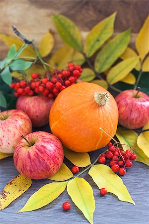 pumpkin fruit and his leafs - Harvested pumpkin, apples, ashberry and fall leaves on wooden board Stock Photo - Budget Royalty-Free & Subscription, Code: 400-07100986