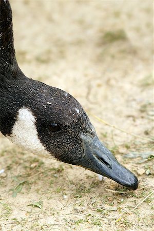 simsearch:841-03674388,k - closeup of a canadian goose ( branta canadensis ) searching for food in the soil Stock Photo - Budget Royalty-Free & Subscription, Code: 400-07114729
