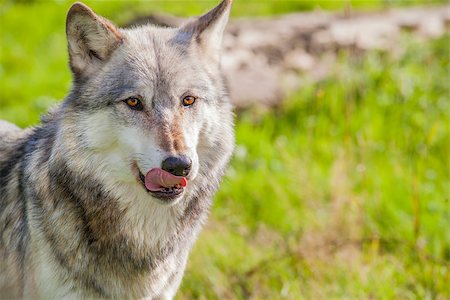 Male North American Gray Wolf, Canis Lupus, licking his lips Stock Photo - Budget Royalty-Free & Subscription, Code: 400-07115293