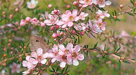 simsearch:632-05760615,k - Fauna and flora and fauna of Australia native leptospernum flowers and butterfly in pretty natural bushland setting Stock Photo - Budget Royalty-Free & Subscription, Code: 400-07115684