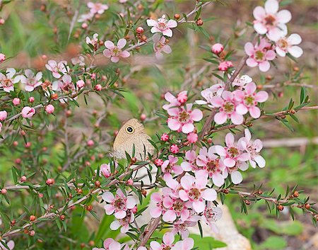 simsearch:632-05760615,k - Fauna and flora of Australia native leptospernum flower and butterfly in pretty natural bushland setting Stock Photo - Budget Royalty-Free & Subscription, Code: 400-07115686