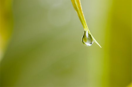 sweetcrisis (artist) - Leaf and water drops in the nature concept Stock Photo - Budget Royalty-Free & Subscription, Code: 400-07116499