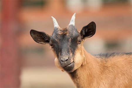 simsearch:400-05294140,k - funny young brown goat ruminating the grass Stock Photo - Budget Royalty-Free & Subscription, Code: 400-07116720