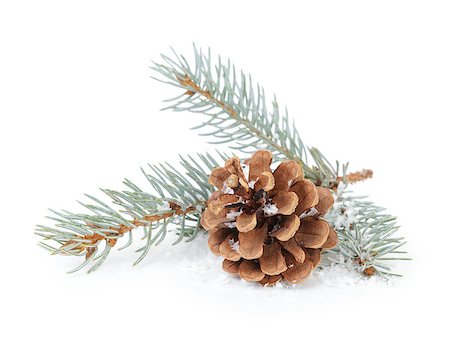 fir needle - blue spruce twig with cone, isolated on white background Stock Photo - Budget Royalty-Free & Subscription, Code: 400-07117001