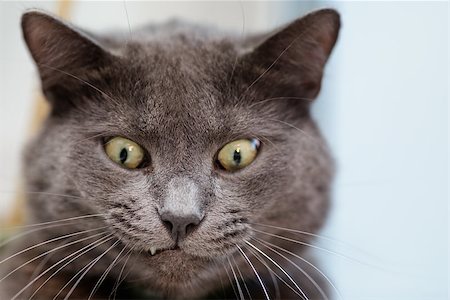 funny cat face, british shorthair cat close up Stock Photo - Budget Royalty-Free & Subscription, Code: 400-07117025