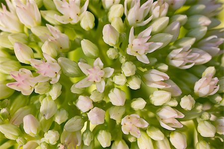 sedum - flowers of crassula Stock Photo - Budget Royalty-Free & Subscription, Code: 400-07110932
