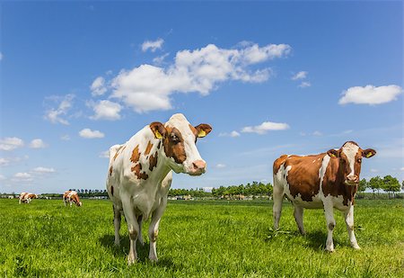 dutch cow pictures - Brown and white cows in a green grass meadow Stock Photo - Budget Royalty-Free & Subscription, Code: 400-07111702