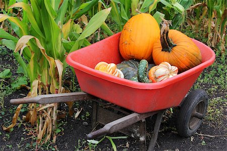 Pumpkins in a cart. Fair of a pumpkin in California Stock Photo - Budget Royalty-Free & Subscription, Code: 400-07111781