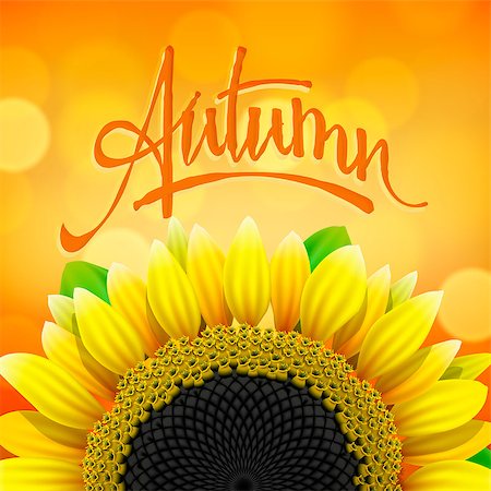 simsearch:400-04996406,k - Autumn background with sunflower, vector Eps10 illustration. Stock Photo - Budget Royalty-Free & Subscription, Code: 400-07112200